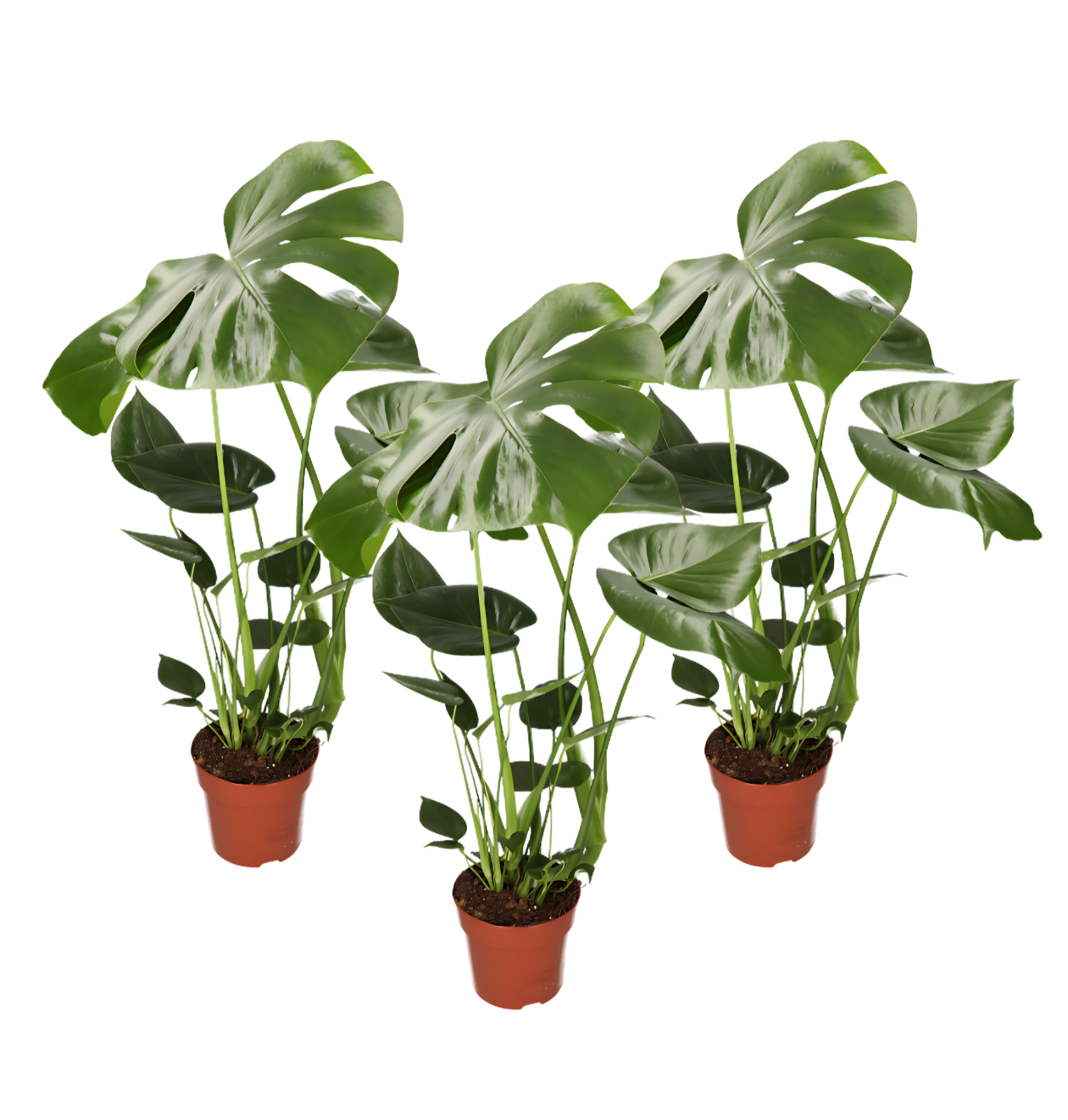 3er-Set | Monstera “Deliciosa” | +/- 50-60cm | ø 12-15cm Topf
